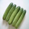 Fresh Cucumber/ Fresh vegetable cucumber