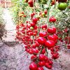 Chinese Vegetable Seeds Yellow Ty Virus-Resistant Roma Cross Tomato Seeds