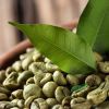 Vietnam Good Quality Arabica Green Coffee Beans Wholesale