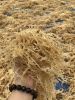 Sea Moss Irish Moss Eu...