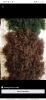 Sea moss