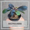 Bucephalandra Sp. Red ...