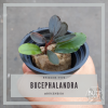 Bucephalandra Sp. Red ...