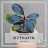 Bucephalandra Sp. Red ...