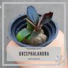 Bucephalandra Sp. Red ...