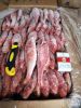 New Product Type Fish ...