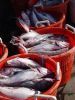 FROZEN HEAD HADDOCK (M...