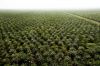 Crude Palm Oil