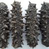 Dried Sea Cucumber Cheap High quality