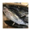 Frozen Fresh Atlantic/Pacific/Horse Mackerel Fish Products