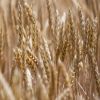 Wheat Grain in bulk / ...
