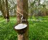 Natural Rubber Latex 60% DRC Good Price High Quality In Viet Nam