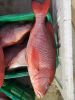 Red Snapper Fish Maw
