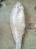 Datina Fish Maw (Male)
