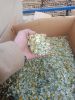 Chamomile