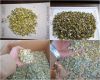 Chamomile