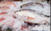 Frozen bar fish / basa...