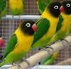 Love Birds-Healthy Birds