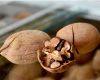 Fresh Pecan Halves,Pecan nuts For Sale