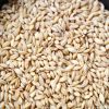 Bulgarian barley Grain Barley seeds, 25 kg pp bags