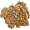 Premium High Quality Animal Feed Barley