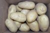 Potato