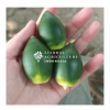 YOUNG BETEL NUT / AREC...