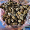 BOIL YOUNG BETEL NUT /...