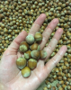 Turkish Shelled Hazelnuts