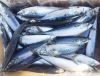 Wholesale Supply of Frozen Pacific Mackerel Fish