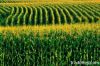 Yellow Corn