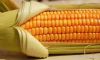 Yellow Corn