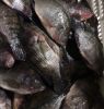 Fresh Frozen Black Tilapia and Mackerel Fish for sale