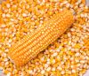 New Crop Yellow Corn Maize for human and animal feed grade consumption Yellow Corn For Poultry Feed