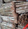 Vietnamese Cinnamon, C...