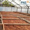 High Grade Ivory Coast Cacao Raw Cocoa Beans Top Quality Cocoa Beans Forastero Cacao Beans at Wholesale Price
