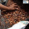 High Grade Ivory Coast Cacao Raw Cocoa Beans Top Quality Cocoa Beans Forastero Cacao Beans at Wholesale Price