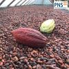 High Grade Ivory Coast Cacao Raw Cocoa Beans Top Quality Cocoa Beans Forastero Cacao Beans at Wholesale Price