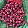 50x80cm Onion Fresh Onion Yellow Red Onion 35 Kg Mesh Bags