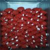 Fresh High Quality 10Kg/20Kg Mesh Bag Red Peeled Onions in Bulk Fresh Onions