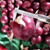 Fresh High Quality 10Kg/20Kg Mesh Bag Red Peeled Onions in Bulk Fresh Onions