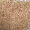 Cheap Wheat for Human Consumption