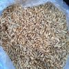 Animal Feed and Human Consumption Dried Wheat Grain for Wholesale