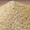 Cheap Wheat for Human Consumption