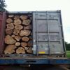 bilinga  Africa tropical Hard Wood Timber  