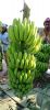 Green Cavendish Bananas