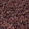 Raw Cocoa Bean