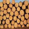 Hard Wood Iroko, Bubinga, Sapelle, Padouk Hard Wood for Sale