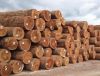 Hard Wood Iroko, Bubinga, Sapelle, Padouk Hard Wood for Sale