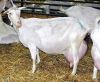 Full Blood Live Goats / 100% Pureblood Mature saanen goats, Ponies, friesian horses , Askanian goats, dorper sheeps, Texel sheeps